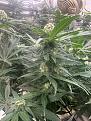 Click image for larger version

Name:	Pineapple Chunk 6-3-24.jpg
Views:	236
Size:	2.59 MB
ID:	624055