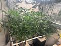 Click image for larger version

Name:	Garlic Storm With GodFather OG 6-3-24.jpg
Views:	210
Size:	3.04 MB
ID:	624057