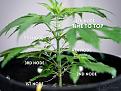 Click image for larger version

Name:	Cannabis_plant_node_diagram_-_when_to_top.jpg
Views:	83
Size:	149.6 KB
ID:	624476