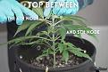 Click image for larger version

Name:	Topping_cannabis_plant_with_scissors._between_5th_and_6th_node.jpg
Views:	83
Size:	130.8 KB
ID:	624477