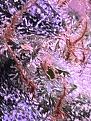 Click image for larger version

Name:	IMG_8599.jpg
Views:	259
Size:	1.50 MB
ID:	625312