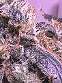 Click image for larger version

Name:	IMG_8600.jpg
Views:	226
Size:	2.21 MB
ID:	625313