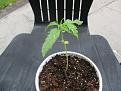 Click image for larger version

Name:	23~6~24 Seedling ~ almost a month.jpg
Views:	143
Size:	233.0 KB
ID:	625498