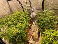 Click image for larger version

Name:	grow1.jpg
Views:	176
Size:	164.8 KB
ID:	627268