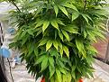Click image for larger version

Name:	grow2.jpg
Views:	163
Size:	144.5 KB
ID:	627269