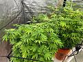 Click image for larger version

Name:	grow3.jpg
Views:	162
Size:	165.7 KB
ID:	627270