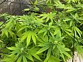 Click image for larger version

Name:	grow4.jpg
Views:	163
Size:	155.2 KB
ID:	627271