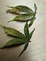 Click image for larger version

Name:	two ugly leaves.jpg
Views:	326
Size:	788.7 KB
ID:	627583