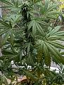PXL_20240801_060956153.jpg