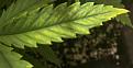 Click image for larger version

Name:	yellowing Leaves 8-12-24.jpg
Views:	183
Size:	119.4 KB
ID:	629021