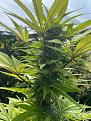Click image for larger version

Name:	Top buds.jpg
Views:	219
Size:	1.72 MB
ID:	631421