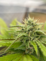 Click image for larger version

Name:	how-much-longer-until-harvest-v0-13g9odq5rtpd1.png
Views:	266
Size:	1.58 MB
ID:	631758