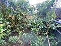 Click image for larger version

Name:	Surrounding Plants.jpg
Views:	118
Size:	2.52 MB
ID:	631981