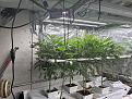 Click image for larger version

Name:	Pineapple Express Clones 4-27-25.jpg
Views:	51
Size:	5.58 MB
ID:	646955