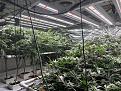 Click image for larger version

Name:	Grow Room 5-22-25.jpg
Views:	49
Size:	1.02 MB
ID:	646957