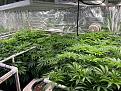 Click image for larger version

Name:	Chocolate Haze 4-8-22.jpg
Views:	28
Size:	149.3 KB
ID:	647064