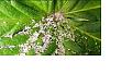 Click image for larger version

Name:	Close up.jpg
Views:	152
Size:	274.6 KB
ID:	648603
