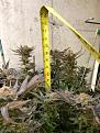 Click image for larger version

Name:	MIsty Kush Bud Height  1-19-19  10 weeks after flip.jpg
Views:	104
Size:	2.85 MB
ID:	650345
