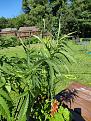 Click image for larger version

Name:	IMG_20250628_164057.jpg
Views:	68
Size:	3.89 MB
ID:	650398