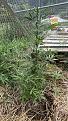 Click image for larger version

Name:	IMG_5080.jpg
Views:	2
Size:	3.30 MB
ID:	653856