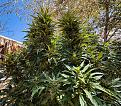 Click image for larger version

Name:	IMG_6397.jpg
Views:	2
Size:	3.91 MB
ID:	654946