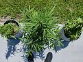 Click image for larger version

Name:	IMG_20250822_144540.jpg
Views:	25
Size:	4.27 MB
ID:	655379