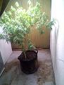 Click image for larger version

Name:	IMG_20250723_162327_514.jpg
Views:	0
Size:	1.87 MB
ID:	656919