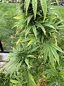 Click image for larger version

Name:	IMG_4599.jpg
Views:	12
Size:	4.44 MB
ID:	658380