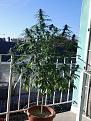 Click image for larger version

Name:	cannabis-plant-growing-balcony.jpg
Views:	91
Size:	427.9 KB
ID:	663189