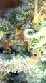 Click image for larger version

Name:	2026_05_27_04_30_52_441.png
Views:	27
Size:	2.37 MB
ID:	666196