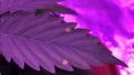 Click image for larger version

Name:	IMG_7014.PNG
Views:	129
Size:	589.3 KB
ID:	66862