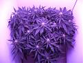Click image for larger version

Name:	1st Grow Showing Plants.jpg
Views:	870
Size:	1.83 MB
ID:	67060