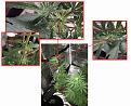 Click image for larger version

Name:	weird leaves .jpg
Views:	135
Size:	4.62 MB
ID:	70355