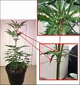 Click image for larger version

Name:	Hermi.jpg
Views:	147
Size:	2.13 MB
ID:	70750