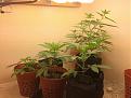 Click image for larger version

Name:	IMG_2006.JPG
Views:	444
Size:	3.92 MB
ID:	75686