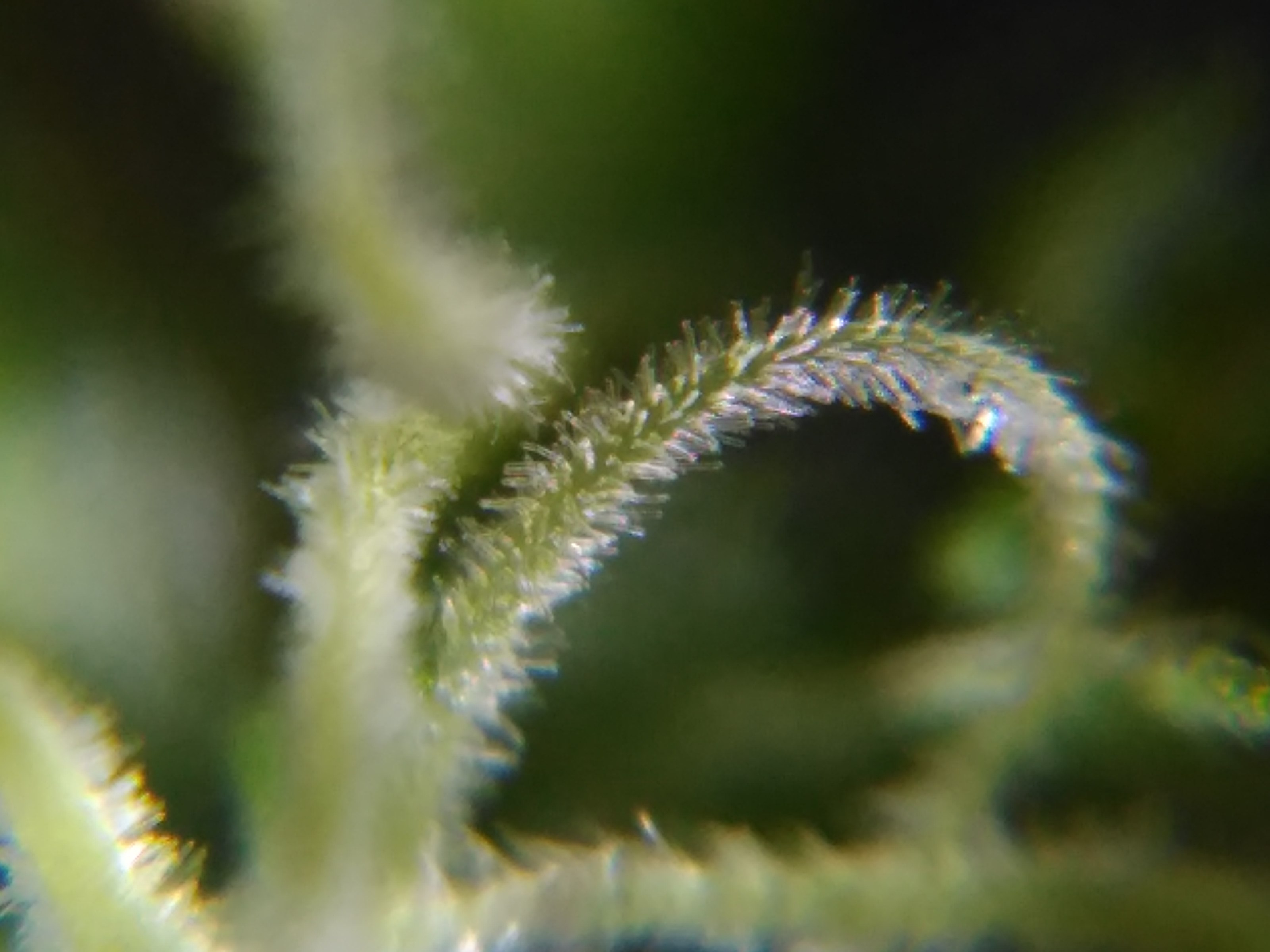 Finally had enough of my blurry trichome shots so I made a stand for my  microscope 2 more weeks. : r/microgrowery