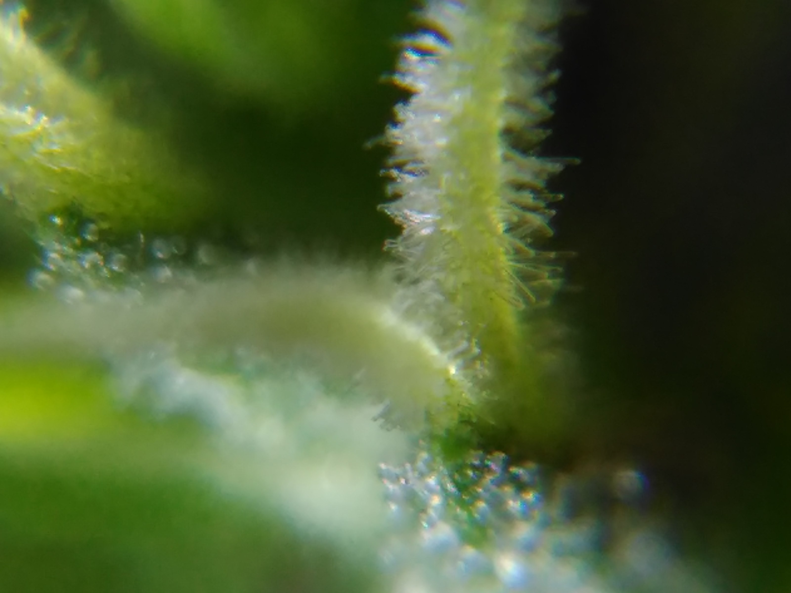Finally had enough of my blurry trichome shots so I made a stand for my  microscope 2 more weeks. : r/microgrowery