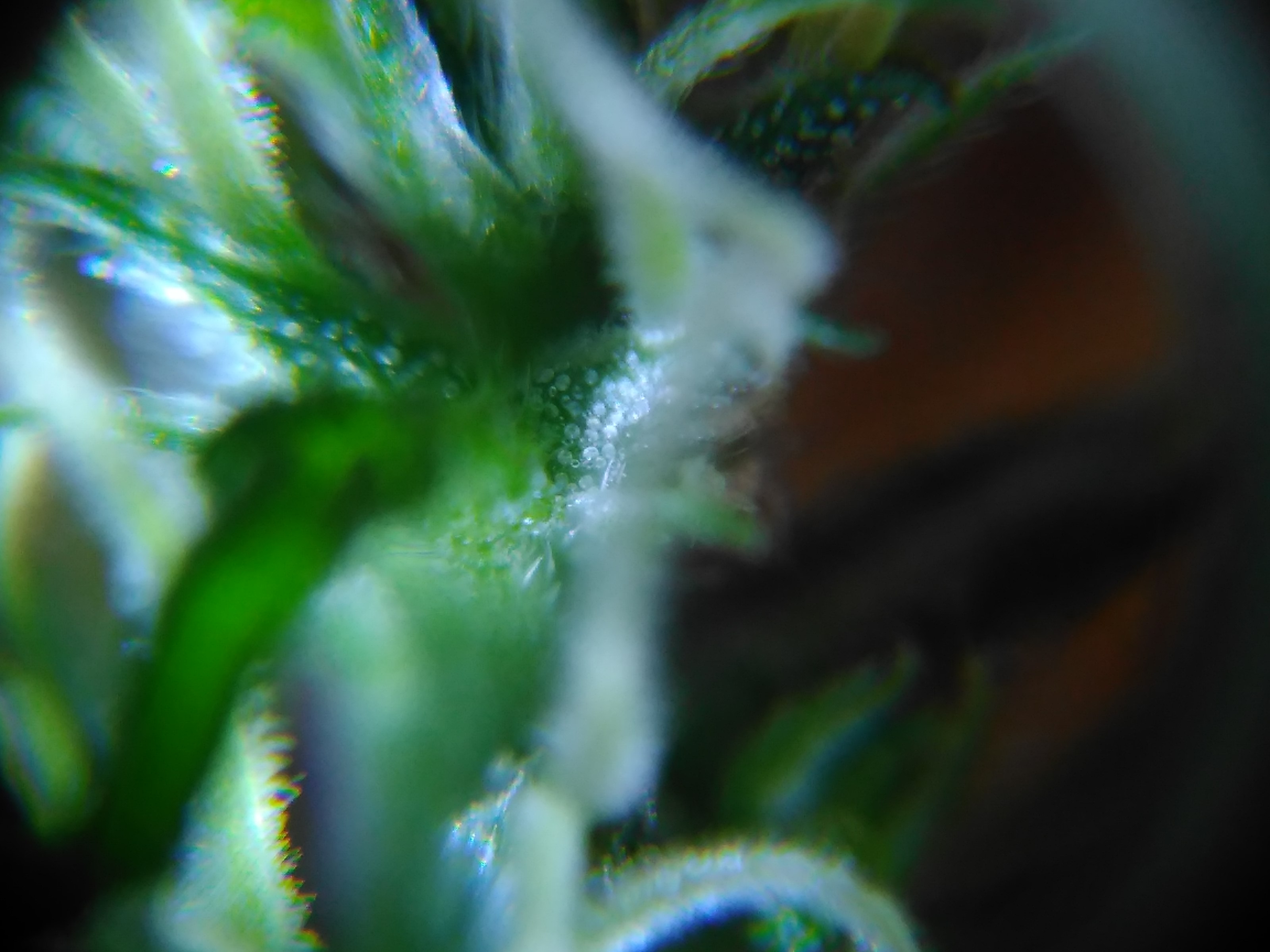 Is it Just Me or is Reading Your Trichomes Really Hard (Pre-Harvest Help  Needed) - GrowWeedEasy.com Cannabis Growing Forum