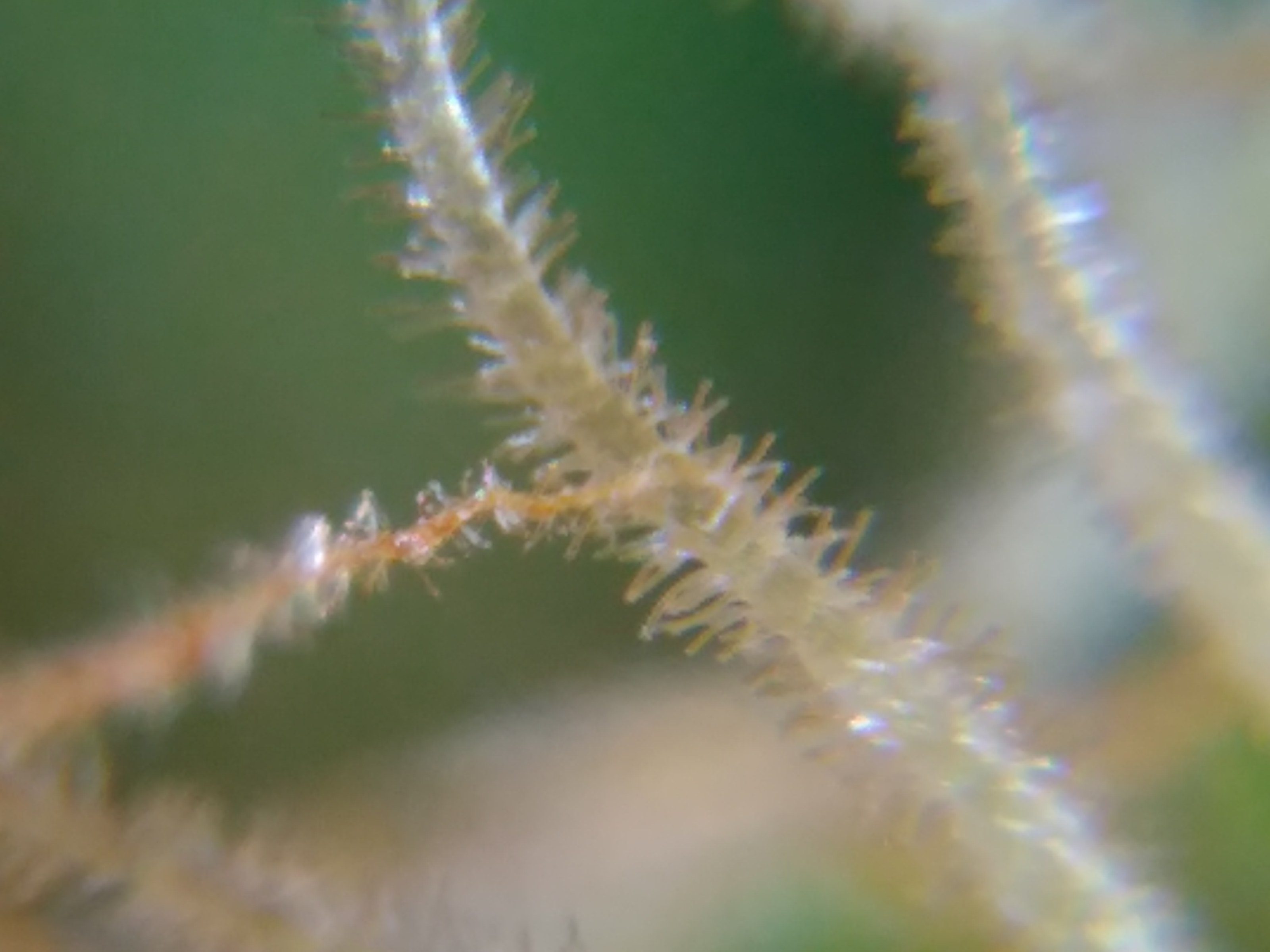 Trichome microscope hack for crystal clear pics with 100% stillness! -  Harvesting - I Love Growing Marijuana Forum