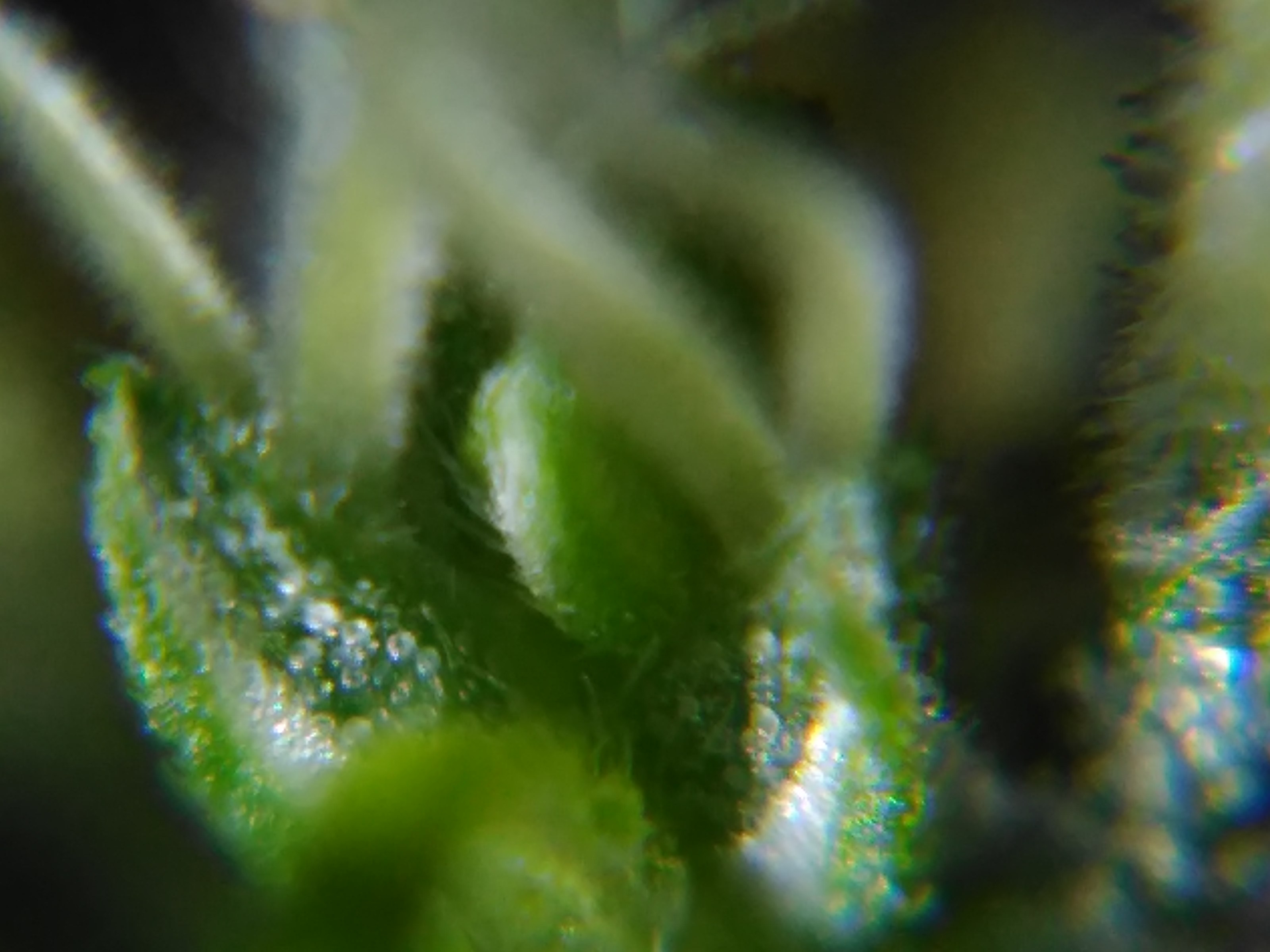 GrowWeedEasy.com - I use a USB microscope to check trichomes