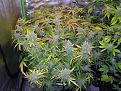 Click image for larger version

Name:	Sweetseeds155.jpg
Views:	178
Size:	463.5 KB
ID:	88049