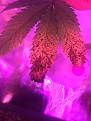 Click image for larger version

Name:	IMG_3316.JPG
Views:	154
Size:	4.53 MB
ID:	97809