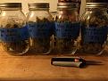 Blue Mystic auto Nirvana, 3.79oz, 93 days from sprout, Coco, Canna, LED