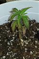 Side shot. Older (lower) leaves are turning brown and dying.