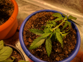 May 2, topped. Will keep 2 stems, use 2 for clones.