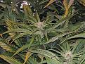 GDP lite nutes