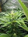 GDP heavy nutes