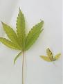 These are 2 leaves that I pulled off one of the girls they all have the consistent problem