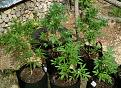 Jock Horror, Blue Mystic, Swiss Cheese (back)
White Widow, Lemon OG Haze (front)