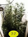 As you can see I should have defoliated earlier so I might remember next time